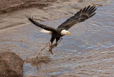 Eagle over the Petitcodiac 