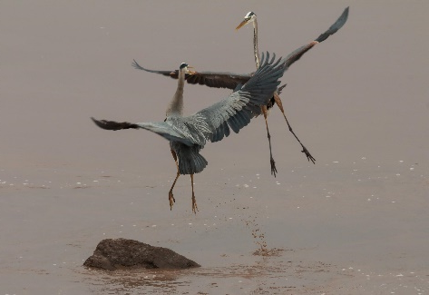 Birds on the Petitcodiac